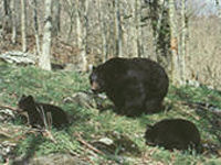 Bear group