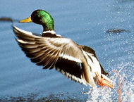 Mallard in flight