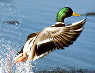 Mallard in flight